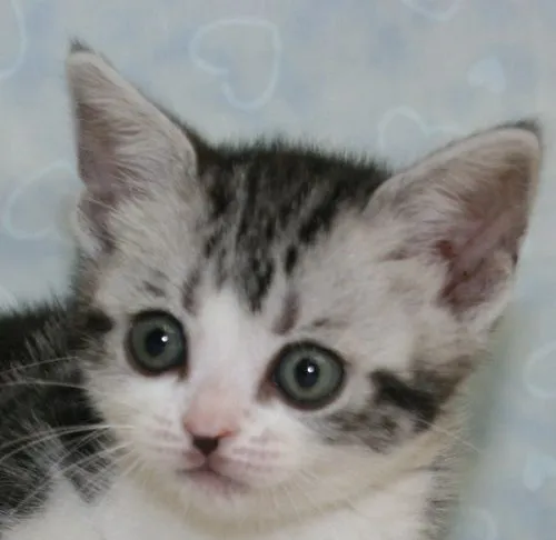 ID:1504-00389の子猫