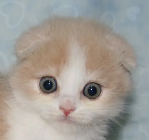 ID:1505-00675の子猫