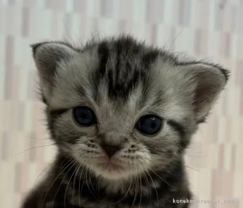 ID：2203-01054の子猫