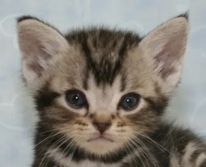 ID:1407-00055の子猫