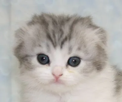ID:1503-00388の子猫