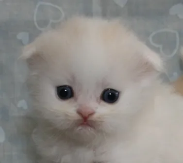 ID：1303-00072の子猫