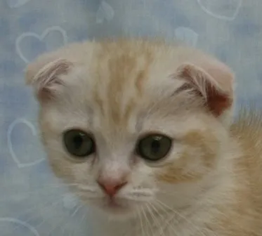 ID:1405-00199の子猫