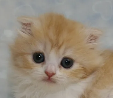 ID:1306-00154の子猫