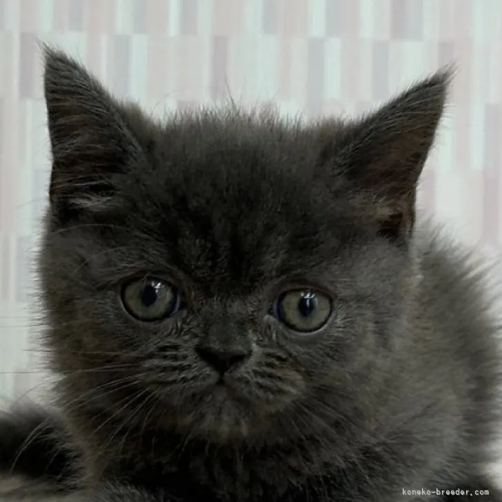 ID：2306-02271の子猫