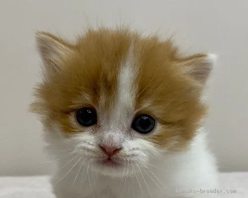 ID：2011-02067の子猫