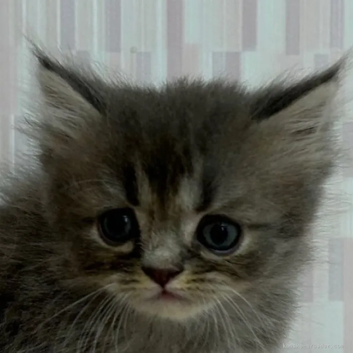 ID：2306-01736の子猫