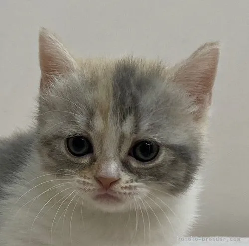 ID：2109-01603の子猫