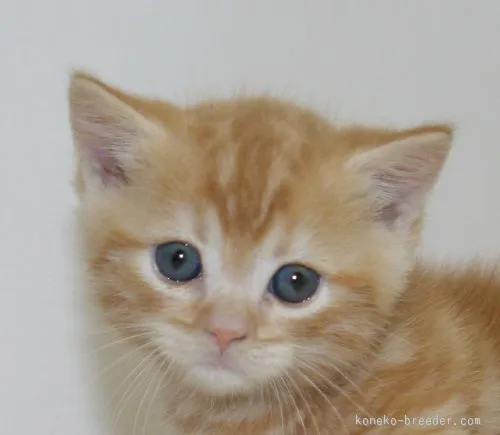 ID：1509-00265の子猫