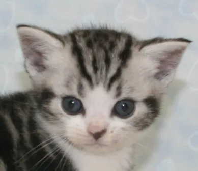 猫と暮らす日々 様のお迎えした子猫