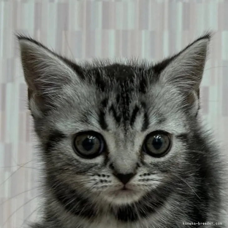 ID：2310-02739の子猫