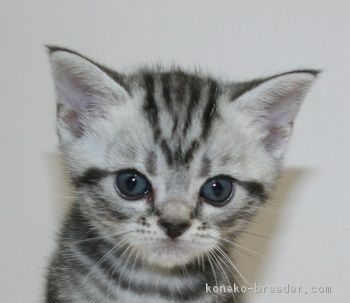 ID:1706-00884の子猫