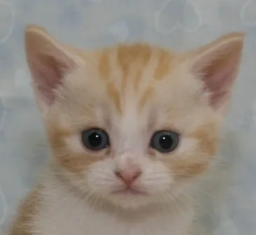 ID：1407-00044の子猫