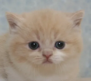 ID：1401-00138の子猫
