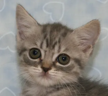 ID：1309-00330の子猫