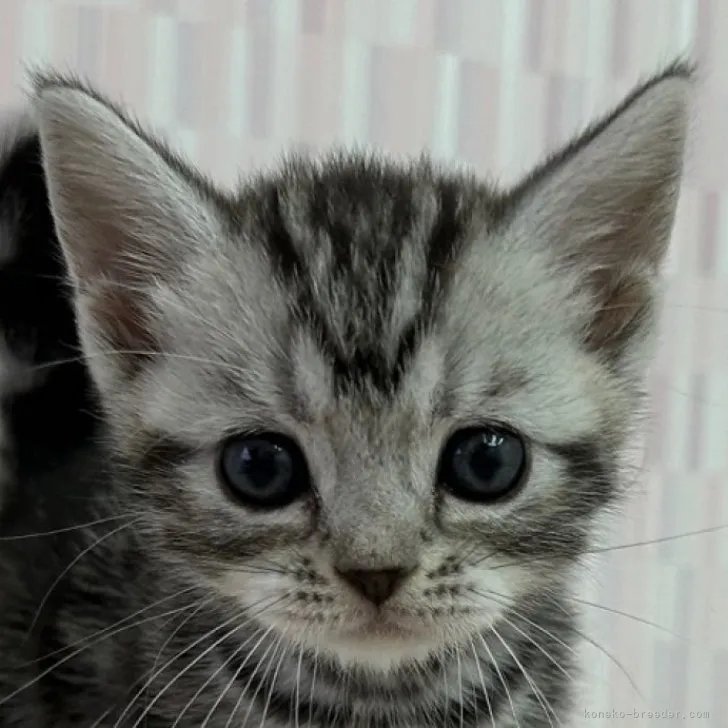 ID:2304-03485の子猫