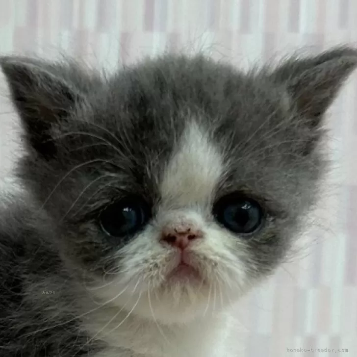 ID:2403-00222の子猫