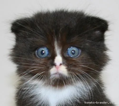 ID：1607-00029の子猫