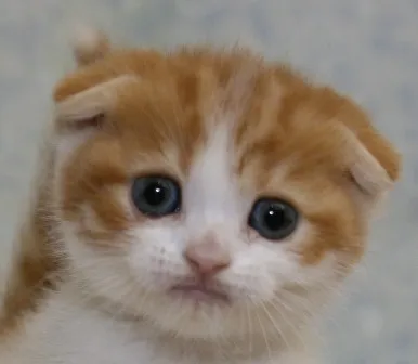 ID:1304-00018の子猫