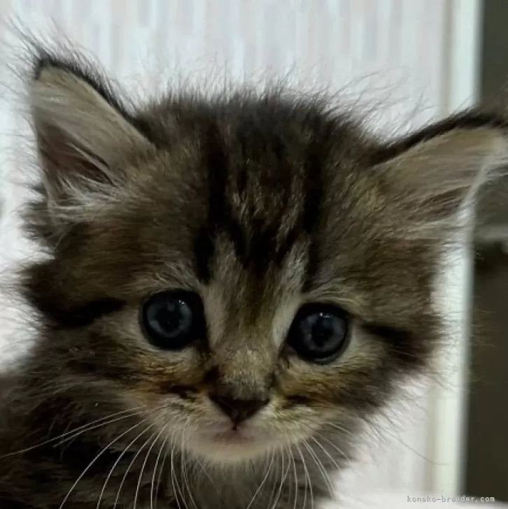 ID：2407-03467の子猫
