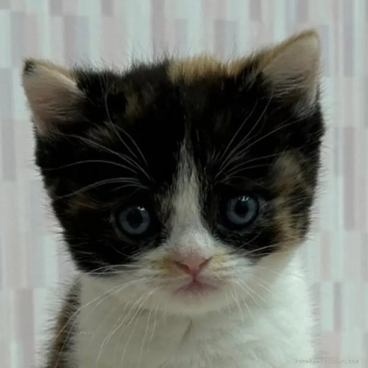 ID：2310-02213の子猫