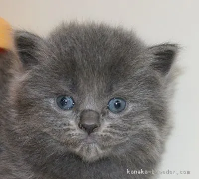 M 様のお迎えした子猫