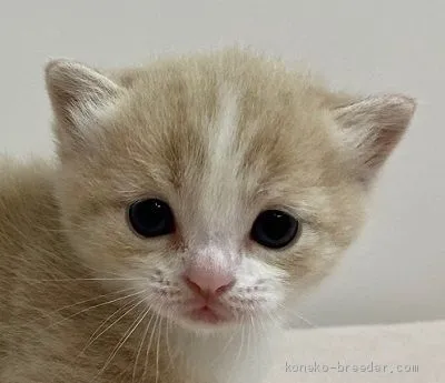 リュウ 様のお迎えした子猫