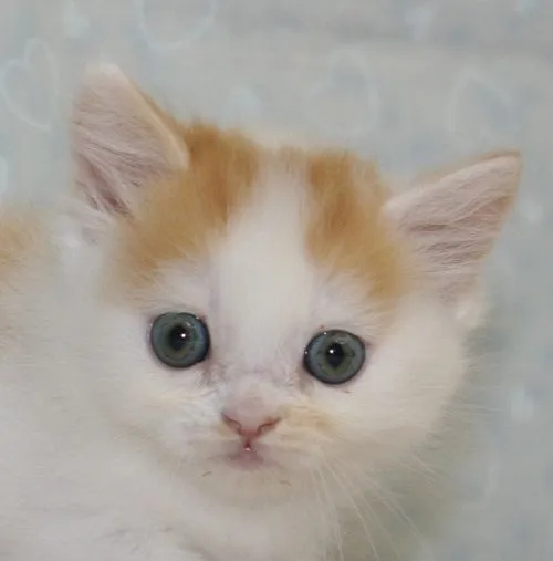 ID：1506-00092の子猫