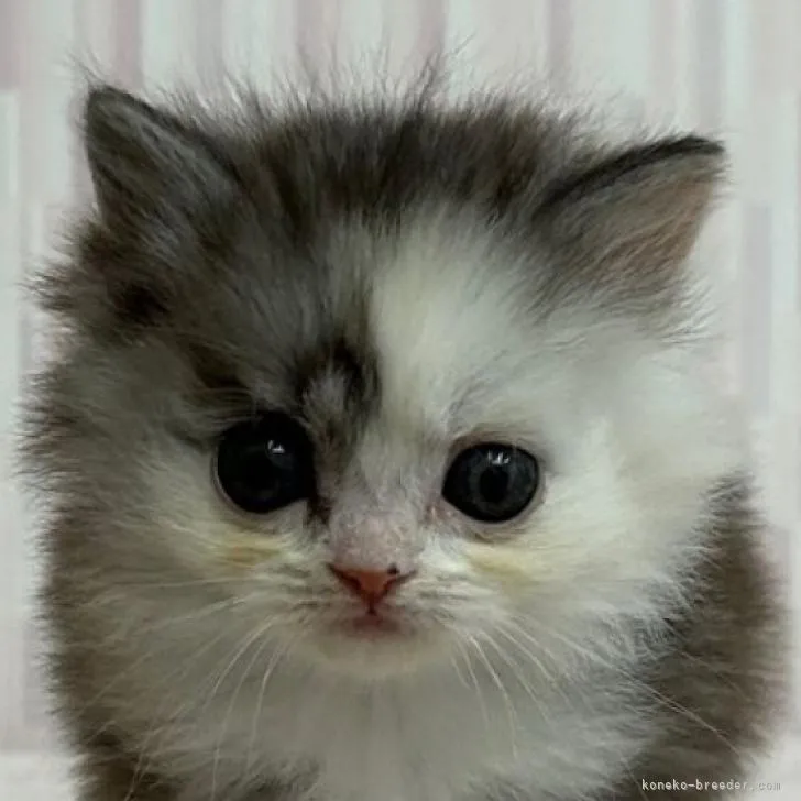 ID：2301-01615の子猫