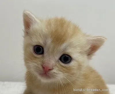 ID：2006-01052の子猫