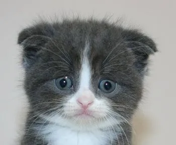 ID：1707-00222の子猫
