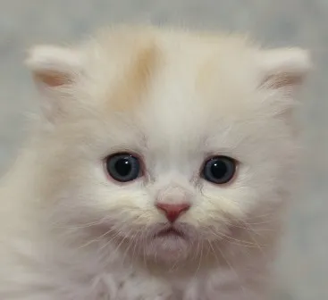 ID：1303-00028の子猫