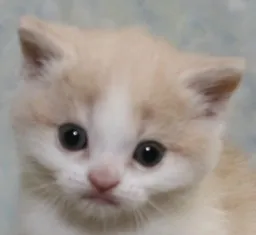 ID：1303-00132の子猫