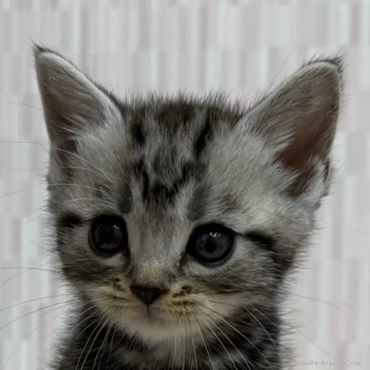 アメリカンショートヘア【千葉県・男の子・2024年10月17日・シルバータビー】の写真1