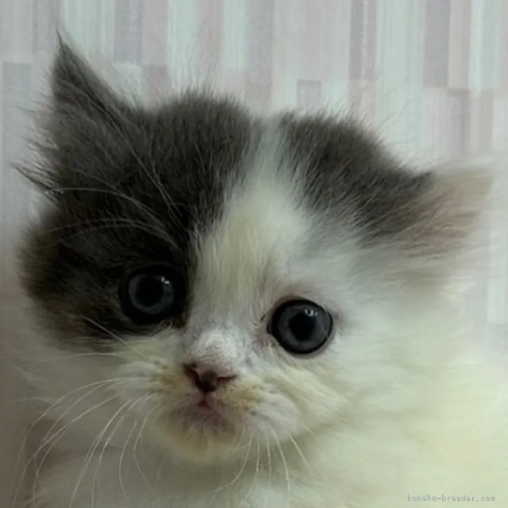 ID：2311-01424の子猫