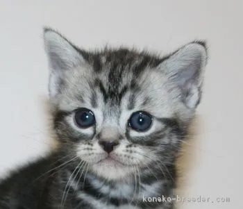 ID：1803-00472の子猫