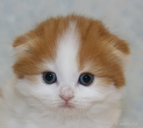 ID:1510-00107の子猫