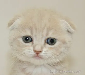 ID：1711-00205の子猫