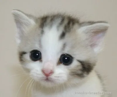 ID：1606-00372の子猫