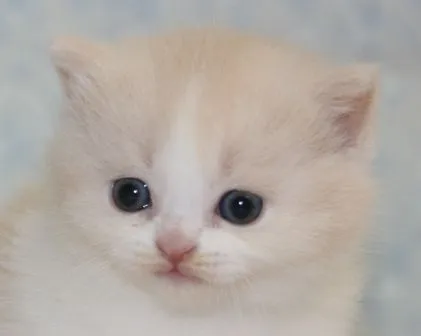 ID:1502-00047の子猫