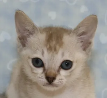 ID:1304-00255の子猫