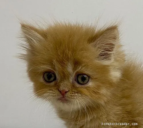 ID：2105-02658の子猫