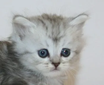 ID：1810-01330の子猫