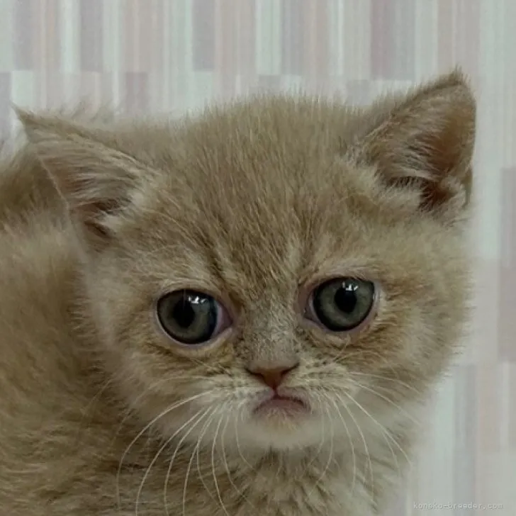 ID：2304-00269の子猫