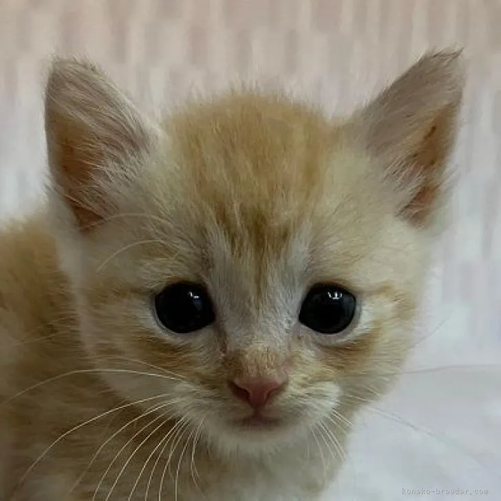 ID：2208-02076の子猫