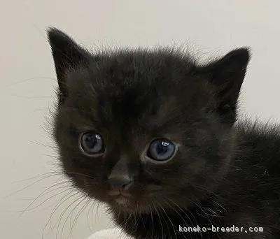 ID：2005-01962の子猫