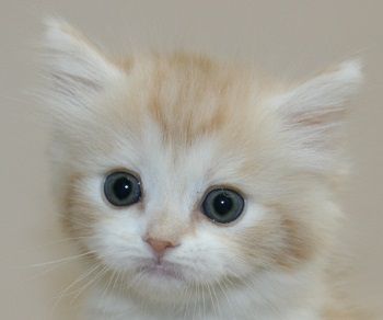 ID:1704-00662の子猫