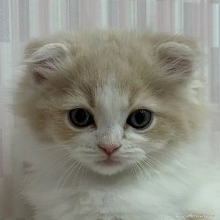 ID:2406-01906の子猫
