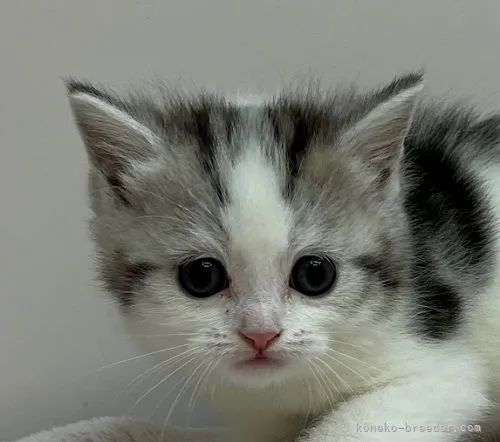 ID：2111-00531の子猫