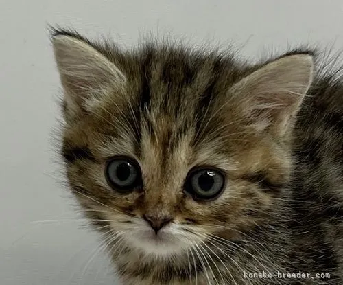 ID：2111-01151の子猫